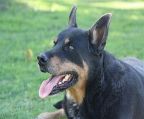 Large Male Kelpie Mix