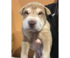 shar pei puppy for sale