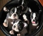 Boston Terrier puppies