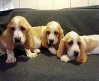 With a heart full of love....these little guys are ready for new homes.
<br> 
<br>Total of 6 puppies:
<br> 
<br>3 lemon & white - 2 girls, one boy (shown solo and in middle of group)
<br> 
<br>3 tri-colour - 2 girls, one boy (shown solo and in middle of group - lighter face).
<br> 
<br>1st shots and 1st deworming.
<br> 
<br>Located approx 45 minutes east of Oshawa along 401 corridor near Colborne, ON.
<br> 
<br>We will only reply to those e-mail which include phone numbers.