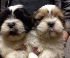 update: only 1 black and white baby boy still available for $350<br> <br> <br>*** ready for showing and pick up now *** price firm ***<br> <br> <br>Text to get exact address, or view map to see<br> <br> <br>Toy shih tzu puppies<br> <br> <br>Mature weight 8-11 lbs<br> <br> <br>Non shedding, hyperallergenic<br> <br> <br>2 boy 2 girls<br> <br> <br>$370 each<br> <br> <br>Training on pee pad. Friendly , like people.<br> <br> <br>Comes with shot and dewormed . Health warranty , puppy food<br> <br> <br>416, 804.2117 ( text if nobody answer )<br> <br> <br><br>
