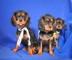 PICK ONE OR TWO OR THREE
<br>WE ARE ALL BEAUTIFUL
<br>We are all black and tan female cavaliers 
<br>We have been vet checked, have had our first two needles 
<br>Please contact Sharen @ 403-729-2625 for more information