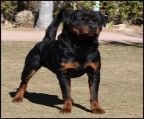 CKC Registered Rottweiler Pups Coming Soon ! 
<br>Rottweilers make excellent family members they are Intelligent Loyal and Protective 
<br>Our dogs have Square heads,large bone structure, dark mahogany markings and excellent temperaments.Hips & Elbows are good 
<br>My dogs are family members, the pups are born and raised in my busy home with lots of excitement.
<br>The pups have their tails and dew claws docked, and will be sold with their first set of vaccinations. They will be microchipped, dewormed, and vet checked and come with a puppy package to help get you started.
<br>
<br>Please visit our Website at www.wildroserottweilers.com