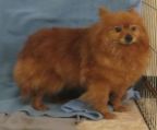  Female Pomeranians Available for Adoption