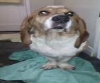 SASSY Basset Hound: An adoptable dog in Winnipeg, MB