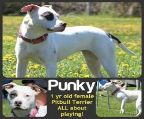PUNKY Pit Bull Terrier Mix