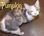 PUMPKIN Calico