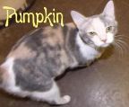 PUMPKIN Calico