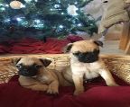 I have 3 boys and 1 girl chunky pug puppies ready now they have been wormed and flead ...
<br>beautiful and playful 
<br>Contact  4107010704 