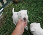 I have a 7 week old west highland white female puppy
<br>she has been fully vet checked, vac c3 and microchipped
<br>the puppy will also be registered with dogs victoria.
<br>
<br>Microchip 956000008833990
<br>
<br>some delivery is available.
<br>
<br>Price is $1600.00
<br>
<br>both parents have a lovely temperament and have not health or
<br>skin conditions.
<br>
<br>PH 0148 389 318
<br>