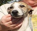 Males. Brindle parti and Fawn & white. Born Christmas 25/12/2024. They are now ready for their forever homes.
<br>
<br>Between 8-16wks of age is an important age for a puppy setting future behaviour patterns. We have been vigilant with their continued socialisation (cats, kids, strangers, other dogs), house training, crate training, lead training and getting them use to rides in the car. All the hard work has been done with these puppies and they are ready for an easy transition into their new homes.
<br>
<br>These beautiful babies have outgoing temperaments. They come vaccinated with C5 (includes kennel cough), microchipped, regular flea/worm and heartworm treatment, ANKC limited registration (not for exhibition, breeding or export), full vet check x2, breeder support, Puppy pack (food, toys & collar - if picked up from us).
<br>
<br>If you/your family have thoroughly researched the breed and are ready to introduce a whippet into your family NOW then fill out our puppy enquiry form http://www.ondeen.com/puppyenquiry.cfm and we′ll go from there. We put a lot of time and effort into our babies so we want to make sure they go to the very best of homes.
<br>
<br>Please make sure you are able to offer 24hr companionship (human or canine) to one of our puppies. We do not sell litter mates together (1 puppy per family).
<br>
<br>
<br>Serious enquiries only
<br>
<br>
<br>956000008394816
<br>956000008378174