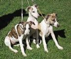 We have 3 delightfully sweet, confident, outgoing puppies available to approved and loving homes - one male, two females. (DOB 11/12/21)
<br>
<br>Pictured L-R, the girls Autumn and Wisper together with their brother Dreamer have all been raised in a busy household where socialising our puppies is our priority. Our pups travel happily by trailer or car, they are quite reliable with their housetraining, sleep happily in a crate all night and are lead trained. They are used to large dogs, our cat Wanda, young children and lots of visitors. They have been to shows where they handled all the excitement well and they are now ready for the next phase of their lives.
<br>
<br>All Terraway puppies are only offered to approved homes with a desexing contract. Our puppies are fully C5 vaccinated, vet checked, regularly wormed and flea treated, heart wormed and microchipped. They are Dogs Victoria registered (limited) so no showing or breeding is permitted. Our puppies join their new families with our special puppy pack which includes a supply of their kibble, a comprehensive hand out and most importantly, our lifetime breeder support. 
<br>
<br>If you feel you can provide the ideal home for any of our beautiful puppies, please contact us. We are always happy to chat about our wonderful breed and to answer any questions. Additional photos of all three puppies are available on our website.
<br>
<br>M/C No′s 982000197002332, 982000197002216, 982000190606417