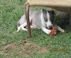 One girl (brindle with white points) and 2 boys (both brindle particolours)are now available as lifetime companions. They have had their first vaccination and are microchipped. Photos of Mum and Dad are viewable on the website. More updated photos will be availabe on enquiry. Born on 16.2.13 they will be ready to move to their new homes from 20 April. All have great outgoing and loving temperaments and are developing their individual personalities.