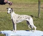 CALAHORRA  whippet puppies 