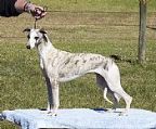 Puppies due 13 April by our Calahorra Neva Xaggerate [Calahorra Merlin ex Eng Ch Nevedth Veefa Vanity at Roguesmoor (imp UK)] from Jorjee Misty Moon, pictured,[Nevedith Noble Ash (imp UK) ex Calahorra Chamois], fawns, particolours, and maybe solid brindles.
<br>
<br>Our puppies cost $1000, are all Full Register ANKC/Dogs NSW and are sold without contracts or restrictions as we believe if people pay the prices we consider our puppies are worth, then they are entitled to own that dog. Throughout our almost 50 years of very successful involvement in the sport of dogs, we have always welcomed new people to our hobby and will give them all the help we can offer if they wish to show and breed.
<br>
<br>They are from generations of healthy ancestors, sane in mind and sound in body, Full Register ANKC/Dogs NSW, vaccinated, microchipped, wormed and thoroughly socialised, come with feeding and maintenance regime, six weeks Pet Plan free insurance, and Royal Canin Puppy Pack when collected from us. Lifetime support. 02 4633 8099