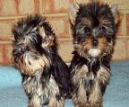 7 week old Yorkshire terrier puppies