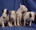 Bull Terrier pups, 2 male