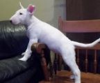 Bull Terrier, check price, very good buy