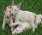 Buy a Bull Terrier dog breed