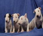 miniature Bull Terrier