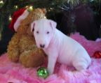 Bull Terrier for sale