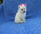 Fluffy and healthy teacup and toy Pomeranian<br>Puppies. They all have healthy and playful. They<br>have a very gentle personality. These puppies will<br>come with: Purebred Certificate and Pedigree<br>Microchip with life time registry provided by the<br>American Kennel Club. Puppy also comes with a<br>health guarantee. They come with current sets of<br>vaccinations. New owner will have full breeding<br>rights to the puppy<br>more other  breed you can contact us (/)