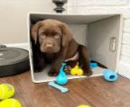 our web site is https://bestlabradorretrievers.com
<br>These adorable lab puppies will fill your home with lots of love this holiday season!! These cutie are family raised and familiar with small children. They are up to date on their vaccinations and wormer. They will also be vet checked and micro-chipped before going to their new home.  Call today for more information on how to give this cutie a forever home!!! our web site is https://bestlabradorretrievers.com