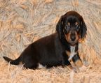 purebred miniature dachshund puppies health checked wormed every 2 week
<br>
<br>checked, Males and females available now.