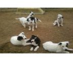 Beautiful rare white purebred border collie pups, 
<br>4 girls and 2 boys ready for new homes, 
<br>very bright and intelligent, fat and friendly, active pups, 
<br>wormed, vaccinated and microchipped, 
<br>can view both parents, they are smart, happy friendly dogs 
<br>from working breed, would suit working properties, 
<br>farms and active families 
<br>$550 