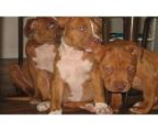 American pups,Blonde/white Red/white Fawn/White All rare colours. Top blood lines that are very sought after.Northern nsw very expensive parents, show quality. Pups are worth much more $$$ Please call,. Both Parents are great natured with adults & children, Extremely Obiediant , intelligent & loyal.You are enquiring about high quality dogs.Will send more photo\′s via email. 
<br>ph 0498732939. 
<br>
<br>1st photo is female middle ($500), male at left rear is c5 immunised and ready to ship for $900+shipping negotiable. he is red white, TOP DOG and is also bottom right positioned on photo 6., Female on right is sold 
<br>
<br>PICTURE 10 Show\′s middle top Blonde Female with white boot, right top Female with white snout stripe & boots , middle lower Female , wild camofluage markings and fuller figured eyes (look closely). lower left Top Male , red & white, Dominant, Intelligent , obiediant, would be perfect for show or breeding.Female on top left is sold. 
<br>
<br>last photo is 2x males facing away, 1x rare fawn female on left of screen, wormed etc.PH 0498 732 939. AVAILABLE NOW