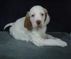 Male English Setter Puppy