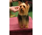 Silky terriers dogs sale
