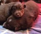 brown puppies ready, 2 months age, highly trainable