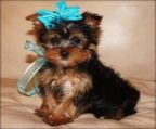 Top Quality Teacup Yorkie Puppies For Adoption contact for more details
