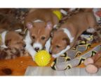 Ads with Photo