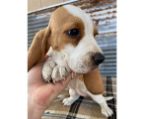 basset hound france puppy of your dreams