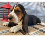 Basset hound puppies with pedigree