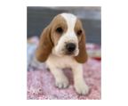 Price puppies Basset hound