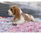 Basset hound for sale puppies