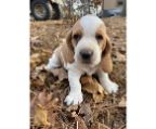 3 puppies avaliable, basset hound dogs