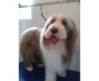Bearded collie for sale