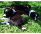 Beatiful puppies brearded collie breed