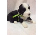 brearded collie puppies for sale