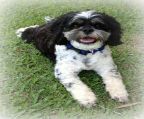 Olly Small Male Shih Tzu Mix