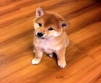 Shiba inu puppies for sale Australia