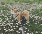 Shiba inu puppies for sale Australia