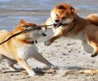 Shiba inu puppies for sale Australia