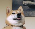 shiba inu au