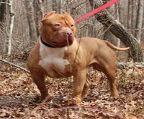 pit bull type dogs american bully