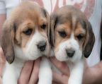 many colour beagles